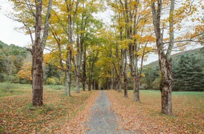Fall Foliage in the Catskills tips Fall Foliage in the Catskills tips