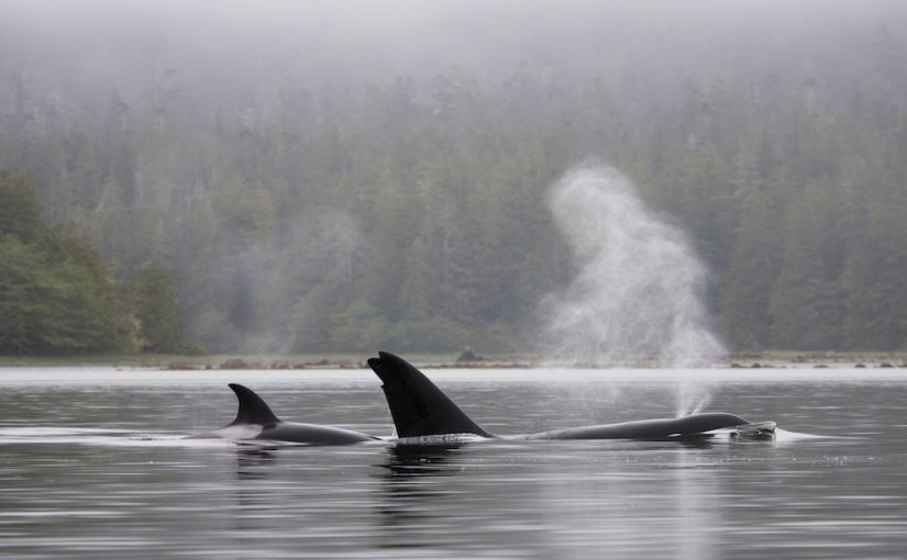 The Best Active Adventures in Tofino, British Columbia