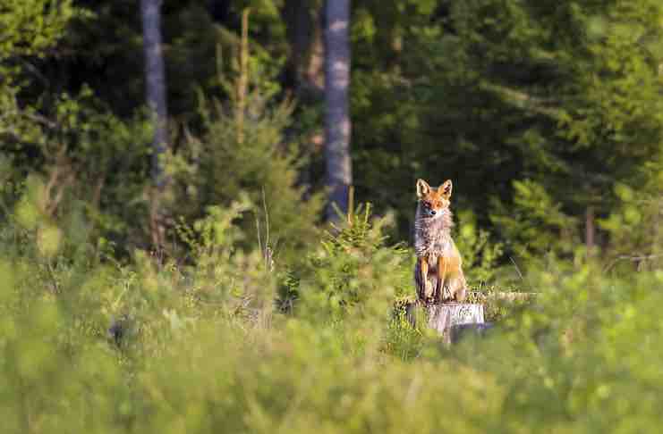 fox hunting trips