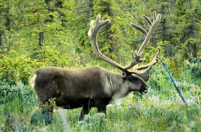 hunting in alaska