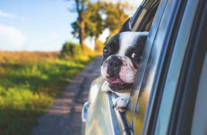 Car Sickness in dogs