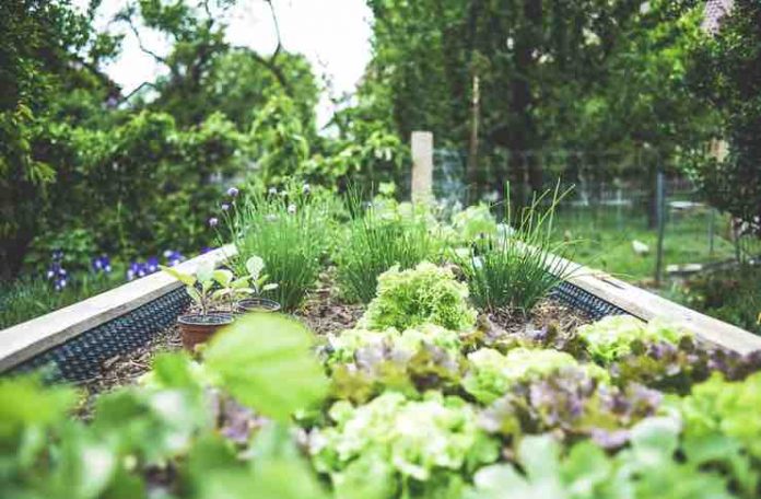 Sustainable Garden