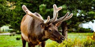 Elk Hunting Trips Colorado