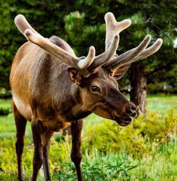 Elk Hunting Trips Colorado