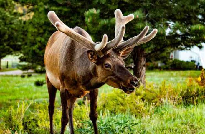 Elk Hunting Trips Colorado