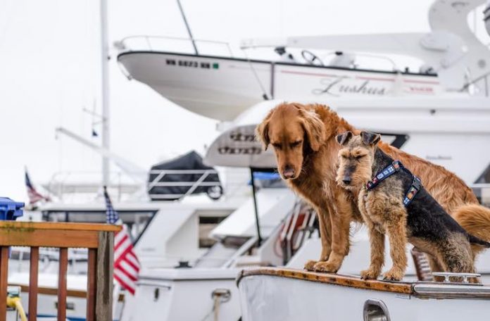 Urban Adventures You Can Have With Your Dog Urban Adventures You Can Have With Your Dog