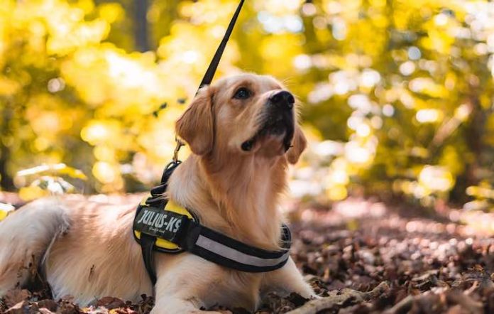 Activities to Bond With a New Service Dog Activities to Bond With a New Service Dog