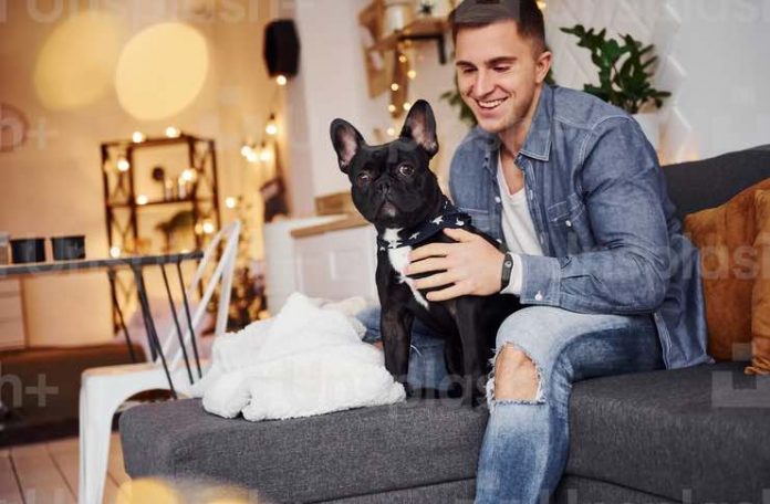 Making Your Place Pet-Friendly Dog Apartment Hacks Making Your Place Pet-Friendly Dog Apartment Hacks