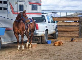 Tips for Traveling with a Horse