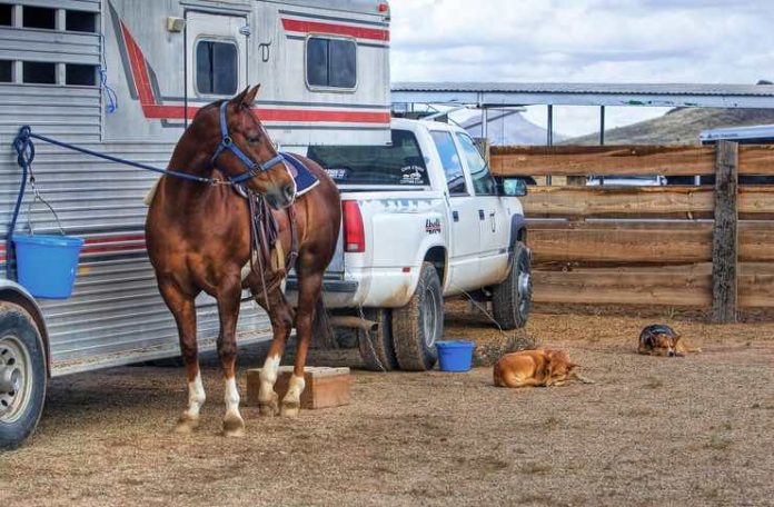 Tips for Traveling with a Horse