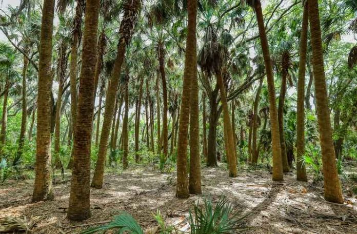 Most Beautiful Hiking Trails Near Orlando
