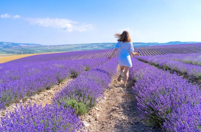 Beautiful Destinations in the World To Watch Flowers