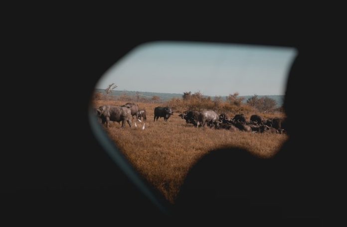 Animal-Inspired Travel Adventures Animal-Inspired Travel Adventures