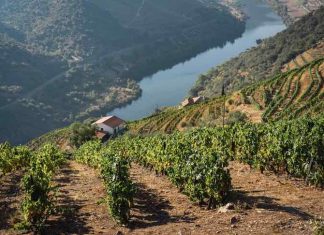 Exploring Portugal's Wine Regions