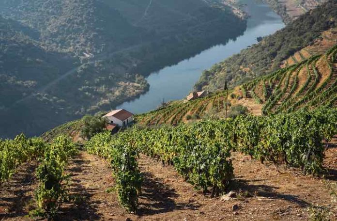 Exploring Portugal's Wine Regions